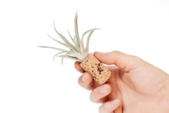 Magnetic Wine Corks With Assorted Tillandsia Air Plants - Set Of 3, 6 Or 9 -Air Plant Supply Store Tillandsia Air Plant Wine Cork Supply 2 2bc8da07 95e7 4c25 9841 63955befe1ca scaled