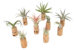 Magnetic Wine Corks With Assorted Tillandsia Air Plants - Set Of 3, 6 Or 9 -Air Plant Supply Store Tillandsia Air Plant Wine Cork Supply 4 554b6c9c 85a0 4735 8784 0ded7d57ed23 scaled