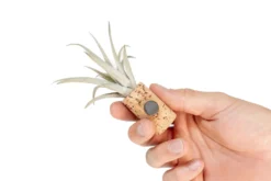 Magnetic Wine Corks With Assorted Tillandsia Air Plants - Set Of 1, 3 Or 5 -Air Plant Supply Store Tillandsia Air Plant Wine Cork Supply 5 1e402fa5 9b30 4dfe 97f1 fa3f2985e98b scaled