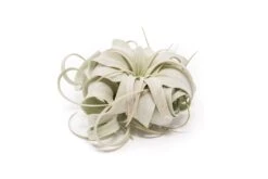 Small Tillandsia Xerographica / 4 -5 Inches Wide 7 Small Tillandsia Xerographica / 4 -5 Inches Wide -Air Plant Supply Store Tillandsia Air Plant Xerographica 1 45ecb0b1 1629 4059 abef 245a4cfd2c44