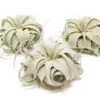 SALE - Small Tillandsia Xerographica - Set Of 5 Or 10 - 40% Off
