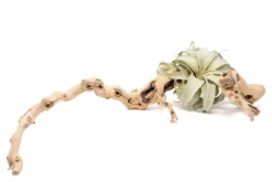 Large Multi-Branched Grapewood Display - Choose Custom Tillandsia Air Plants -Air Plant Supply Store Tillandsia Air Plant Xerographica Grapevine Wood Display Large Multiple 1 2 scaled
