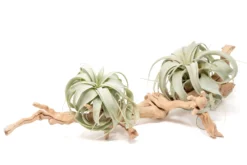 Large Multi-Branched Grapewood Display With Tillandsia Xerographica Air Plant -Air Plant Supply Store Tillandsia Air Plant Xerographica Grapevine Wood Display Large Multiple 2 scaled