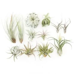 SALE - Special Jumbo Tillandsia Air Plants - Set Of 12 - 40% Off