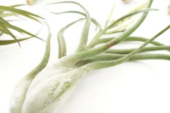 SALE - Special Jumbo Tillandsia Air Plants - Set Of 12 - 40% Off -Air Plant Supply Store Tillandsia Air Plants Jumbo Collection 9 scaled