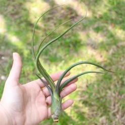 SALE - Tillandsia Baileyi Air Plants - Set Of 5 Or 10 - 50% Off 10 SALE - Tillandsia Baileyi Air Plants - Set Of 5 Or 10 - 50% Off -Air Plant Supply Store Tillandsia Baileyi Air Plants2