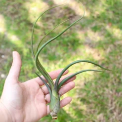 Large Tillandsia Baileyi Air Plants / 6-9 Inch Plants -Air Plant Supply Store Tillandsia Baileyi Air Plants2 1100d2b2 cbe9 4cc6 b864 4580a7de841e scaled