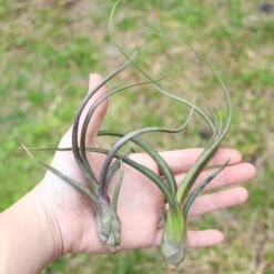 XL Tillandsia Baileyi Air Plants / 9-12 Inch Plants -Air Plant Supply Store Tillandsia Baileyi Air Plants3 de4f460f 2d79 4384 b84e cfc67b6146b1