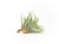 Tillandsia Capitata Salmon Air Plants -Air Plant Supply Store Tillandsia Capitata Salmon 3 scaled