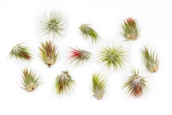 SALE - Tillandsia Ionantha Guatemala Air Plants - Set Of 10, 20 Or 50 Air Plants - 70% Off 8 SALE - Tillandsia Ionantha Guatemala Air Plants - Set Of 10, 20 Or 50 Air Plants - 70% Off -Air Plant Supply Store Tillandsia Ionantha Guatemala 2 scaled