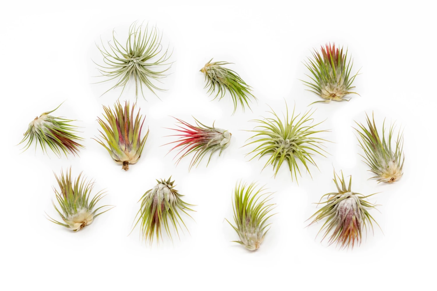 SALE - Tillandsia Ionantha Guatemala Air Plants - Set Of 10, 20 Or 50 Air Plants - 70% Off 4 SALE - Tillandsia Ionantha Guatemala Air Plants - Set Of 10, 20 Or 50 Air Plants - 70% Off - Image 4