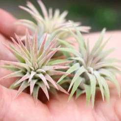 Set Of 3 Or 5 Tillandsia Ionantha Mexican Air Plants - Save Up To 25% 7 Set Of 3 Or 5 Tillandsia Ionantha Mexican Air Plants - Save Up To 25% -Air Plant Supply Store Tillandsia Ionantha Mexican2 d4907f46 03fa 42c8 91cf cd4f603c7c5b scaled
