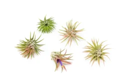 Tillandsia Ionantha Mexican Air Plants 7 Tillandsia Ionantha Mexican Air Plants -Air Plant Supply Store Tillandsia Ionantha Mexican 1 scaled