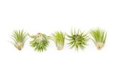 Tillandsia Ionantha Mexican Air Plants -Air Plant Supply Store Tillandsia Ionantha Mexican 3