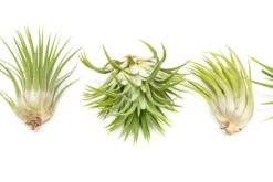 SALE - Large Tillandsia Ionantha Rubra Air Plants - Set Of 10 Or 20 - 40% Off -Air Plant Supply Store Tillandsia Ionantha Mexican 4 7586088d 5a6f 450f 8d87 41db55ac5cb4 1
