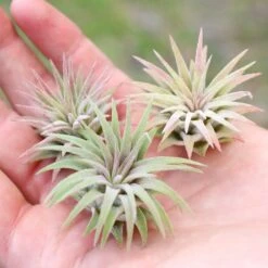 Tillandsia Ionantha Mexican Air Plants -Air Plant Supply Store Tillandsia Ionantha Mexican Pups1 c7985cb9 b859 410b aa04 11128352882e