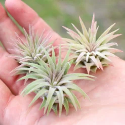 Tillandsia Ionantha Mexican Air Plants 9 Tillandsia Ionantha Mexican Air Plants -Air Plant Supply Store Tillandsia Ionantha Mexican Pups1 c7985cb9 b859 410b aa04 11128352882e scaled