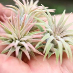 Tillandsia Ionantha Mexican Air Plants 8 Tillandsia Ionantha Mexican Air Plants -Air Plant Supply Store Tillandsia Ionantha Mexico Air Plants Small3 0d19b252 c06a 41c4 ae95 f9a3bd1da8f5 scaled