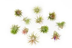 Tillandsia Ionantha Rubra Air Plants -Air Plant Supply Store Tillandsia Ionantha Rubra 9994a14a 8bd4 4ebc 88cf 27b0d65a242b