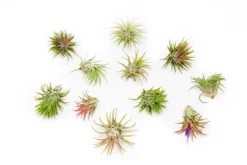 Tillandsia Ionantha Rubra Air Plants -Air Plant Supply Store Tillandsia Ionantha Rubra 9994a14a 8bd4 4ebc 88cf 27b0d65a242b scaled