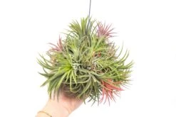 Tillandsia Ionantha Rubra Hanging Clusters With Hook For Hanging -Air Plant Supply Store Tillandsia Ionantha Rubra Clump Ball 12 01f47785 f50f 4a68 99d0 06a31f1488a5