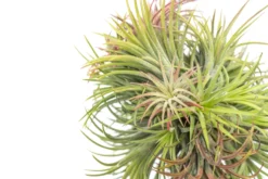 Tillandsia Ionantha Rubra Hanging Clusters With Hook For Hanging -Air Plant Supply Store Tillandsia Ionantha Rubra Clump Ball 4 scaled