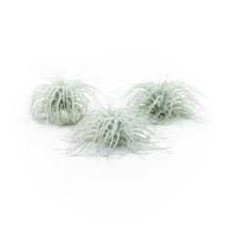 XL Tillandsia Tectorum Ecuador Air Plants -Air Plant Supply Store Tillandsia Tectorum Big scaled