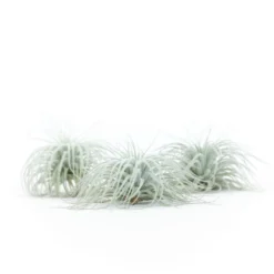 Tillandsia Tectorum Ecuador Air Plants -Air Plant Supply Store Tillandsia Tectorum Big 2 e9fcf752 ac41 4c8f 8bc8 bfcc4c45a9f6 scaled