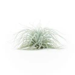 BLOOM SALE - XXL Tillandsia Tectorum Ecuador Air Plant -Air Plant Supply Store Tillandsia Tectorum Big 3 scaled