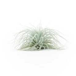 XL Tillandsia Tectorum Ecuador Air Plants