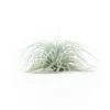 XL Tillandsia Tectorum Ecuador Air Plants