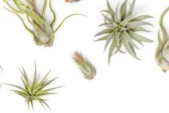 The Tough Stuff Collection Of Tillandsia Air Plants 5 The Tough Stuff Collection Of Tillandsia Air Plants -Air Plant Supply Store Tillandsia Variety Pack 3 1 scaled