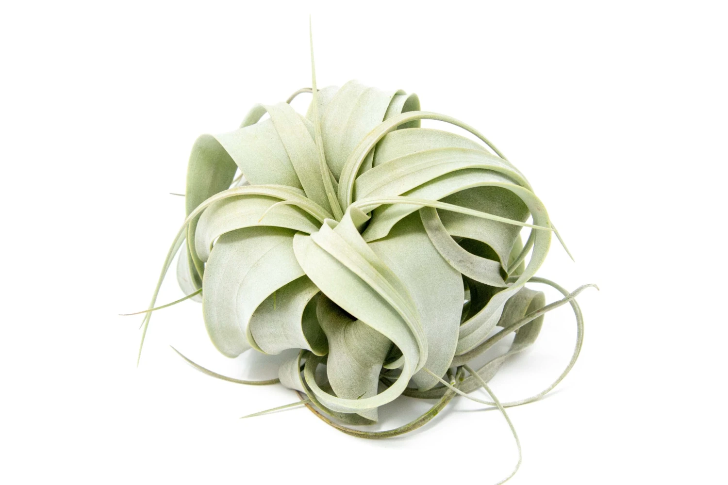 Small Tillandsia Xerographica / 4 -5 Inches Wide 3 Small Tillandsia Xerographica / 4 -5 Inches Wide - Image 3