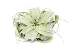 SALE - 3 Mini Tillandsia Xerographica For $30 -Air Plant Supply Store Tillandsia Xerographica Air Plant 9 scaled