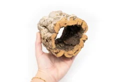 Natural Cork Bark Planters With Mini Tillandsia Xerographica Air Plant -Air Plant Supply Store Tillandsia air plant cork bark planter 14 f6682185 b319 4113 9e1d 3492d008e498 scaled