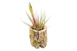 Natural Cork Bark Planters -Air Plant Supply Store Tillandsia air plant cork bark planter 17 scaled