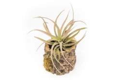 Natural Cork Bark Planters With Assorted Tillandsia Air Plants -Air Plant Supply Store Tillandsia air plant cork bark planter 19 scaled