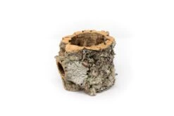 Natural Cork Bark Planters With Mini Tillandsia Xerographica Air Plant -Air Plant Supply Store Tillandsia air plant cork bark planter 1 b0ddeb50 353f 4533 b167 8864625d994f