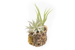 Natural Cork Bark Planters -Air Plant Supply Store Tillandsia air plant cork bark planter 20 scaled