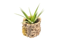 Natural Cork Bark Planters With Assorted Tillandsia Air Plants -Air Plant Supply Store Tillandsia air plant cork bark planter 21 scaled