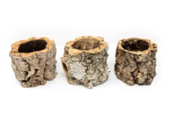 Natural Cork Bark Planters -Air Plant Supply Store Tillandsia air plant cork bark planter 3 scaled