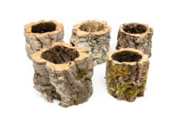 Natural Cork Bark Planters -Air Plant Supply Store Tillandsia air plant cork bark planter 4 scaled
