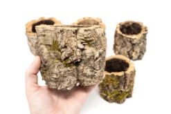 Natural Cork Bark Planters -Air Plant Supply Store Tillandsia air plant cork bark planter 5 scaled
