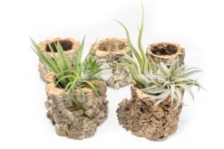 Natural Cork Bark Planters With Assorted Tillandsia Air Plants -Air Plant Supply Store Tillandsia air plant cork bark planter 6 scaled