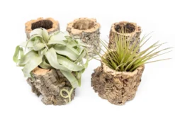 Natural Cork Bark Planters With Assorted Tillandsia Air Plants -Air Plant Supply Store Tillandsia air plant cork bark planter 7 scaled