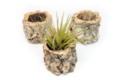 Natural Cork Bark Planters With Assorted Tillandsia Air Plants -Air Plant Supply Store Tillandsia air plant cork bark planter 8 scaled
