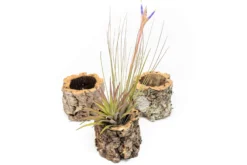 Natural Cork Bark Planters With Assorted Tillandsia Air Plants -Air Plant Supply Store Tillandsia air plant cork bark planter 9 scaled