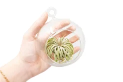 Hanging Globe Terrarium With Flat Bottom 5 Hanging Globe Terrarium With Flat Bottom -Air Plant Supply Store Wholesale MinimalistTerrariuminFlatBottomGlobe ChooseYourCustomTillandsiaAirPlant 4e8ec993 afbd 4a51 ba0b 1eabc1accb72 scaled