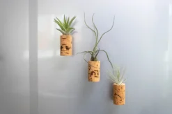 Magnetic Wine Cork With Tillandsia Assorted Air Plant -Air Plant Supply Store WineCork 2 scaled