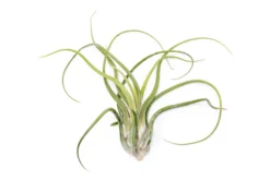 SALE - XL Tillandsia Caput Medusae - Set Of 5 Or 10 Air Plants - 50% Off